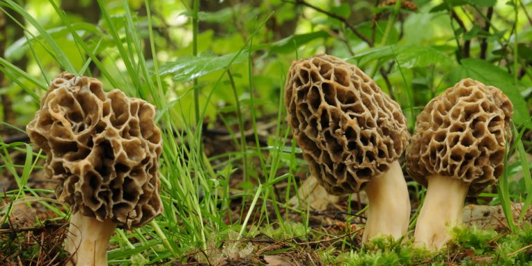 Mushrooms That Grow In Clusters 7 Varieties Gfl Outdoors