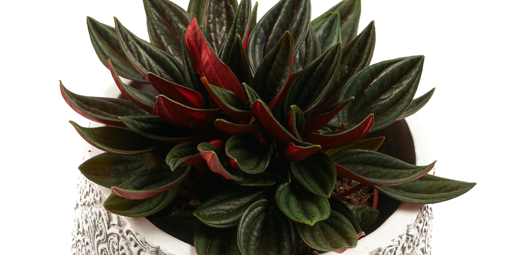 Peperomia Rosso