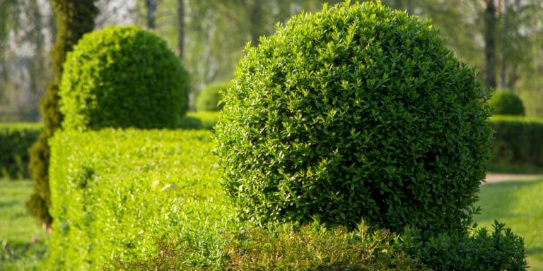 Best Hedges for Florida: Which Varieties to Choose - GFL Outdoors