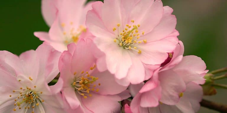 6 Pink Flowering Trees In Texas - GFL Outdoors