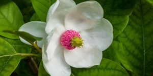 When Do Magnolia Trees Bloom In Texas?