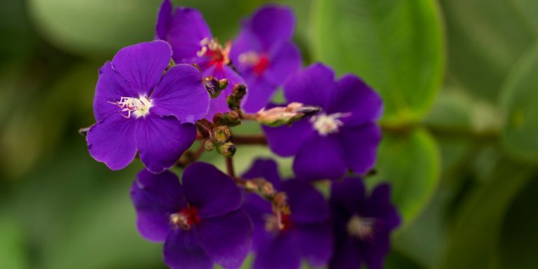 5 Great Florida Shade Plants For Hardiness Zone 10 Gfl Outdoors