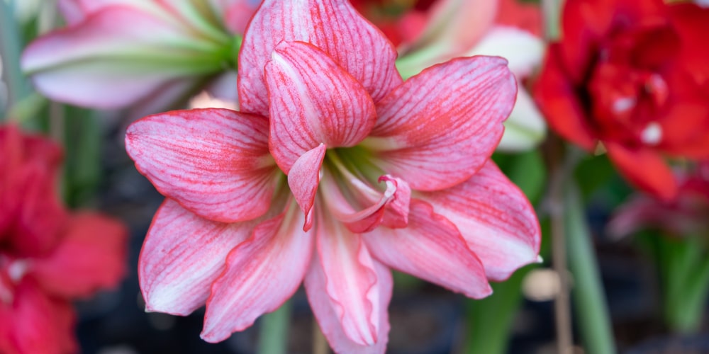 Do Amaryllis Bulbs Multiply GFL Outdoors