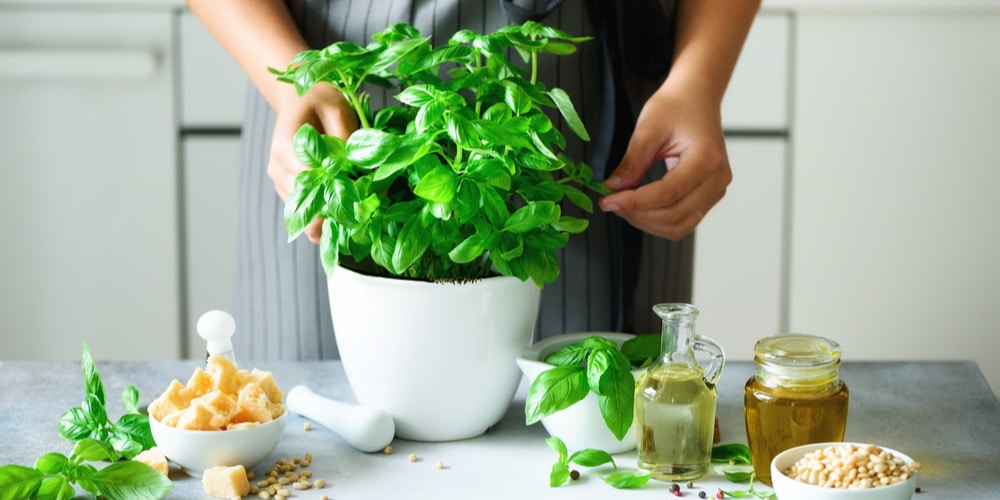 How Far Apart To Plant Basil Plants The Ultimate Guide GFL Outdoors