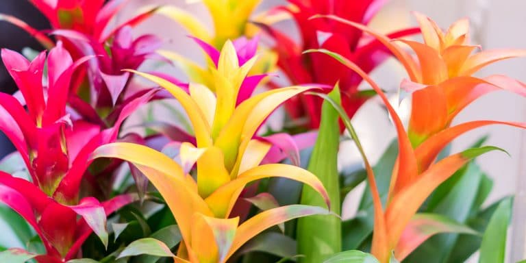 What Plants Look Good With Crotons: A Growers Guide