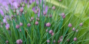 is it bad if chives flower