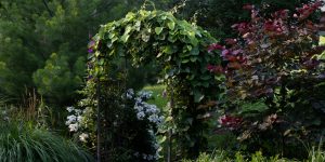 Climbing Hydrangea Winter