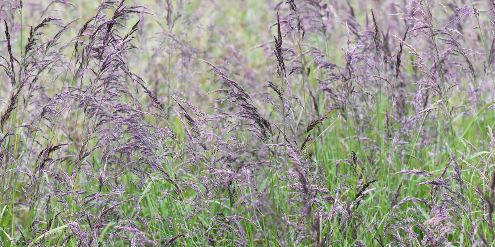 When to Plant Creeping Red Fescue