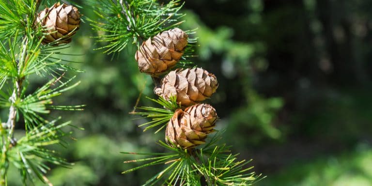 How to Grow Larch From a Seed: The Step by Step Guide - GFL Outdoors