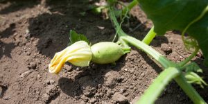 squash in 5 gallon buckets