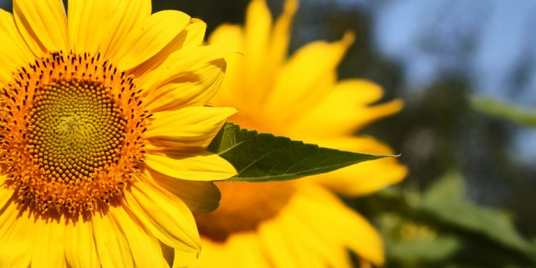 are-sunflower-seeds-considered-a-tree-nut-gfl-outdoors