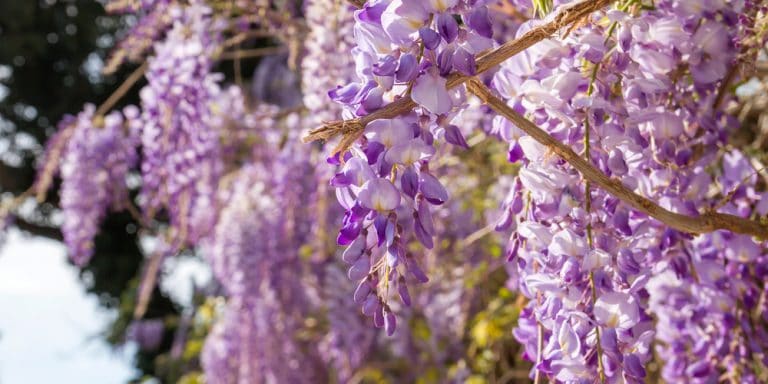 French Flowers: Blooming Plants That Are Native to France