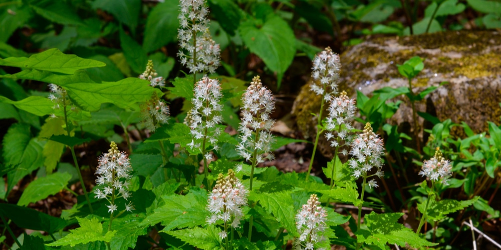 Shade plants for Boise Idaho