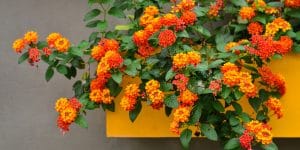 Lantana Havana Red Sky