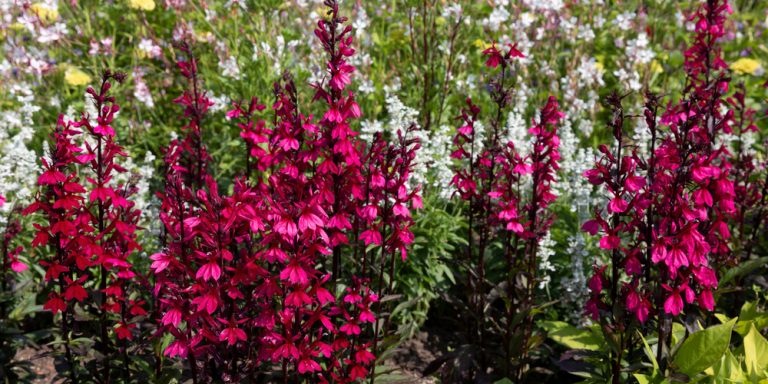 Lobelia Starship Care: Everything You Need to Know - GFL Outdoors