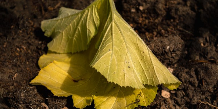 squash-leaves-turning-yellow-all-you-should-know-gfl-outdoors