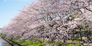 Do Cherry Blossom Trees Grow Cherries?