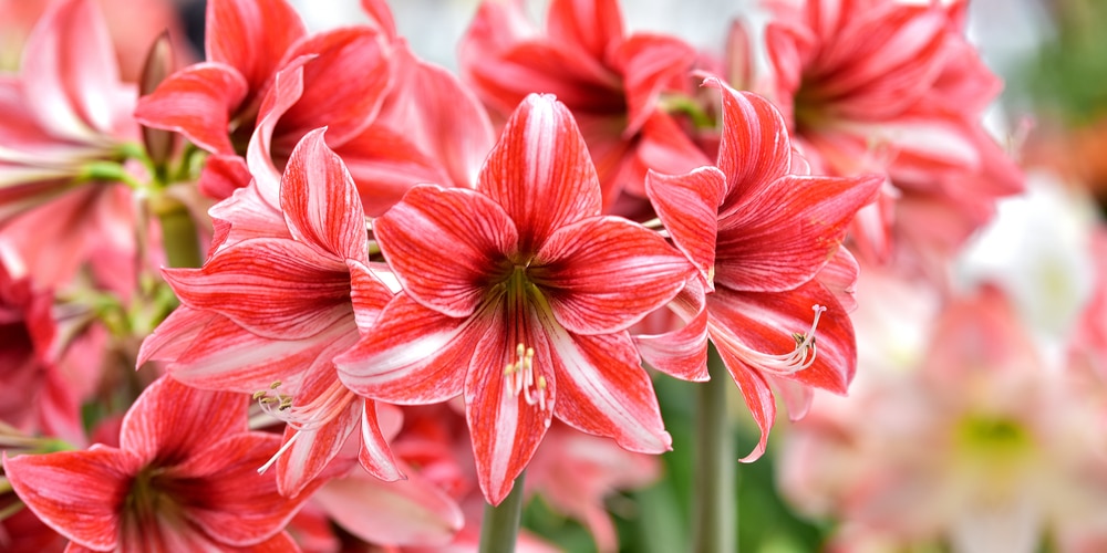 Do Amaryllis Bulbs Multiply GFL Outdoors