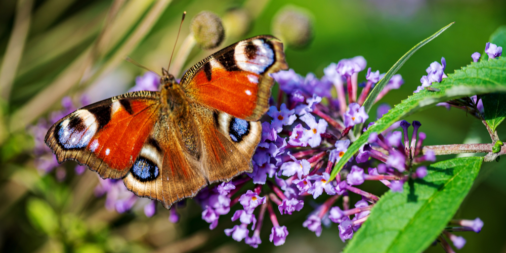 Do I Cut Back Butterfly Bush In The Fall GFL Outdoors