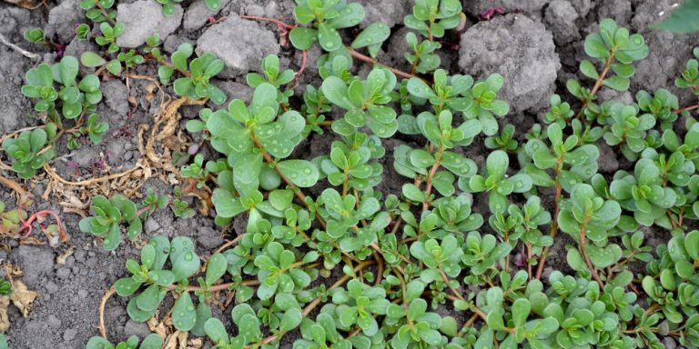 Purslane Ground Cover: The Perfect Ground Cover for Your Yard?