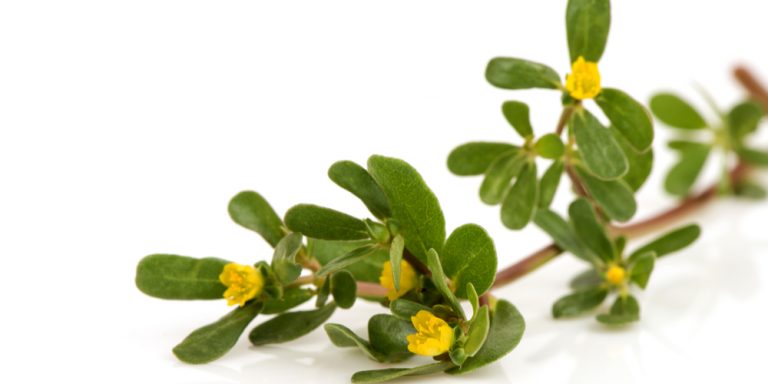 Purslane Ground Cover: The Perfect Ground Cover for Your Yard?