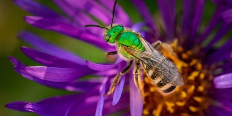 Hoverfly vs Sweat Bee: Insect Identification - GFL Outdoors