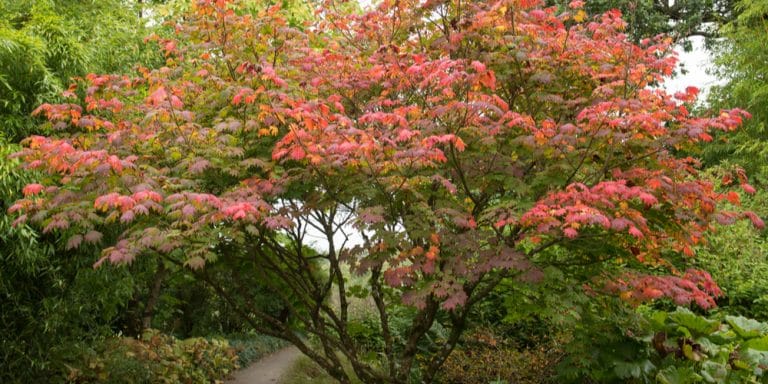 Acer Japonicum Care: Everything You Need to Know - GFL Outdoors