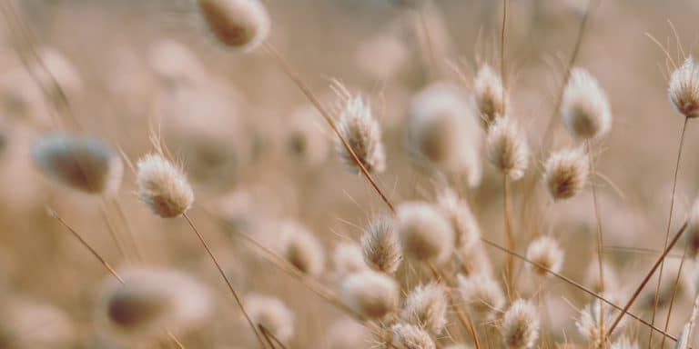 does bunny tail grass come back every year