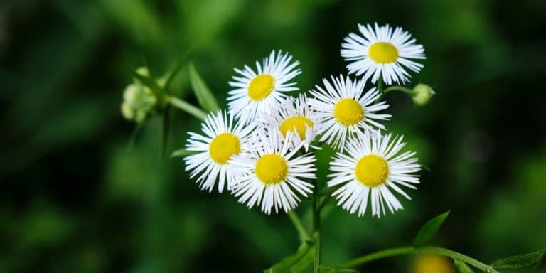 Aster vs Fleabane: Differences and Similarities - GFL Outdoors