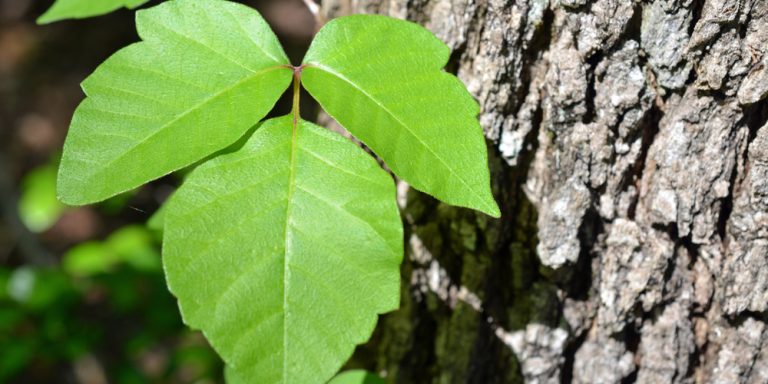 Poison Ivy Georgia: Does it grow in Georgia? - GFL Outdoors