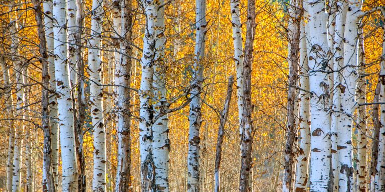 Birch Versus Aspen Tree Similarities And Differences Between The Trees 