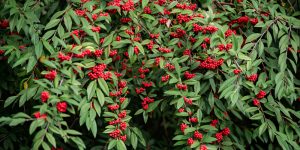 do elderberries grow in georgia