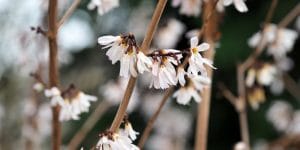 White Forsythia Care