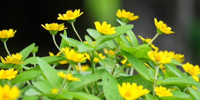 Yellow Wildflowers Ohio: Which Yellow Wildflowers Grow in Ohio