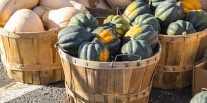 when to pick an acorn squash