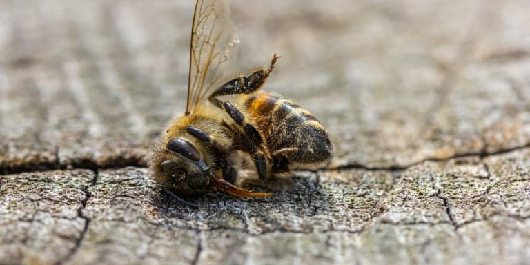 Does Bleach Kill Bees?: A Deadly Combination - GFL Outdoors