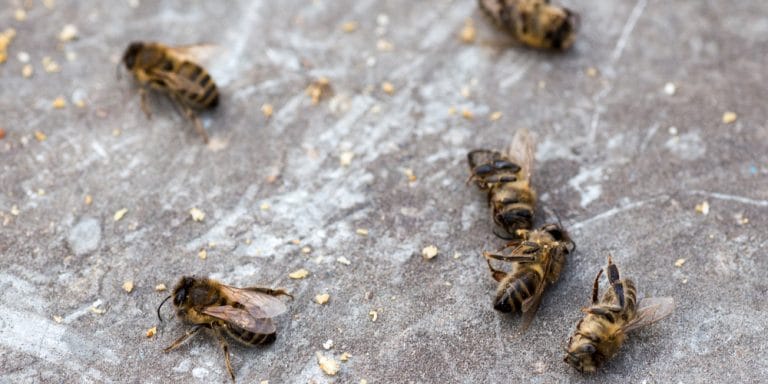 Dying Bees In My Yard Causes And What To Do Gfl Outdoors