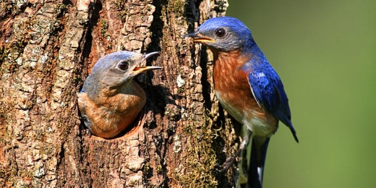 when-do-bluebirds-nest-in-georgia-gfl-outdoors