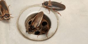 How to Get Rid of Roaches Coming from Neighbors?