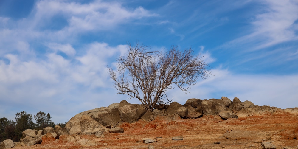 Desert Willow Tree In Winter What Does The Tree Look Like 