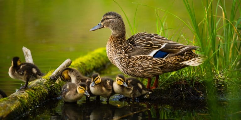 When to Plant Millet for Ducks: A Growers Guide - GFL Outdoors