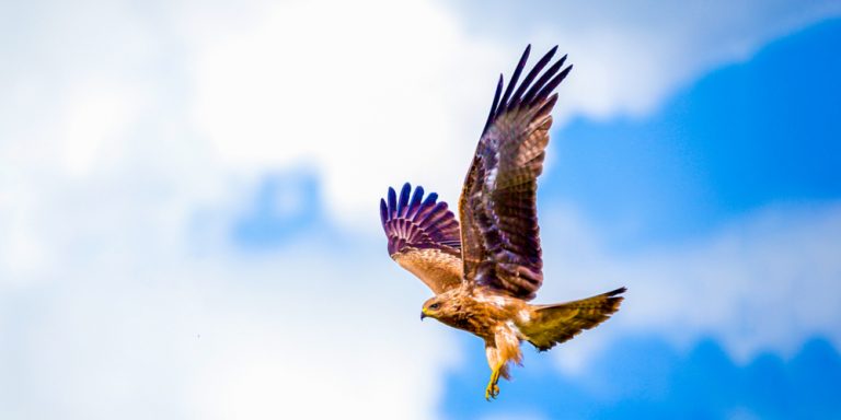 Do Hawks Attack Humans?: How to Prevent Hawk Attacks - GFL Outdoors