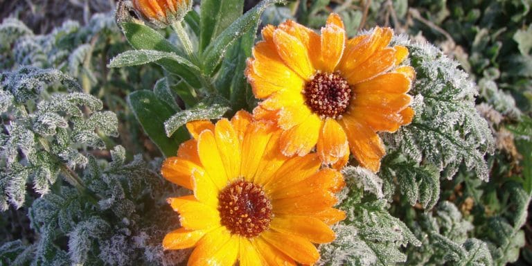 can-marigolds-survive-frost-how-to-help-your-marigolds-survive-frost