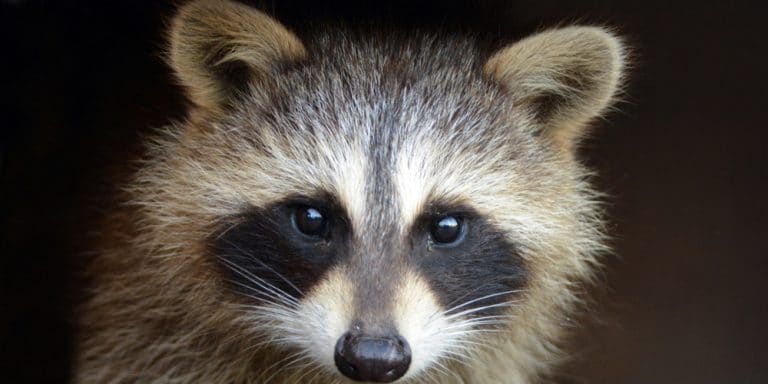 common-raccoons-arizona-highways