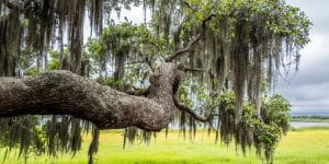 Sphagnum Moss vs Spanish Moss