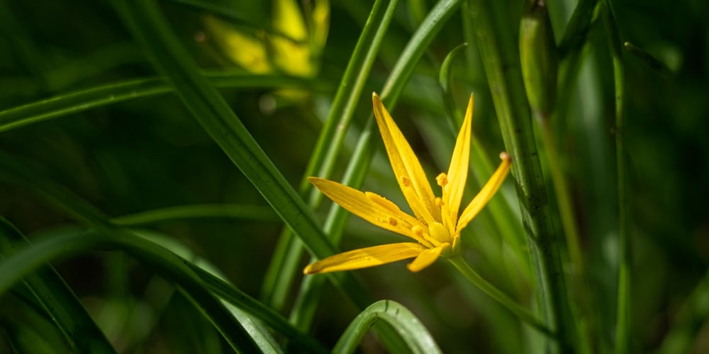 star grass