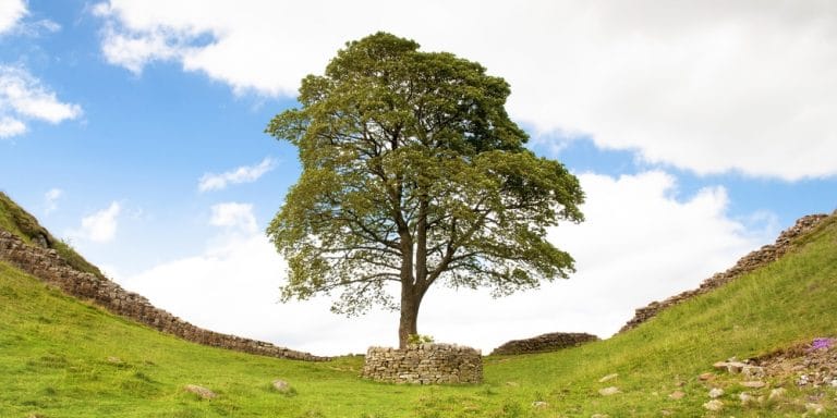 do-sycamore-trees-fall-easily-gfl-outdoors