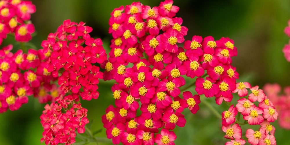 Achillea Paprika