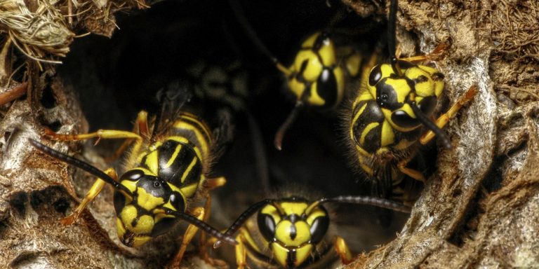 Sweat Bee vs Yellow Jacket: Similarities and Differences - GFL Outdoors