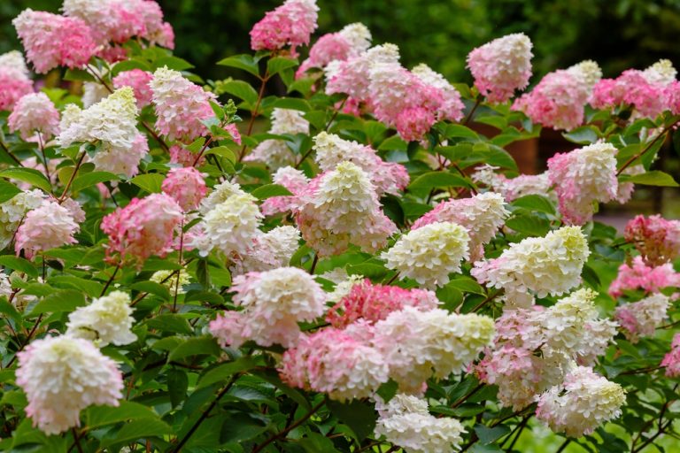 Hydrangea Candelabra: Growth and Care Guide - GFL Outdoors